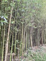 Bambusweg am Furnas-See