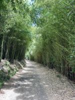 Bambusweg am Furnas-See