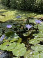 Botanischer Garten Terra Nostra Park
