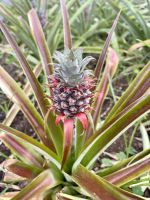 Klein, aber besonders fein