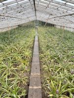 Zahlreiche Gewächshäuser können bestaunt werden