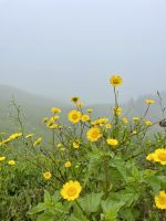 Immer wieder blühende Farbtupfer am Wegesrand
