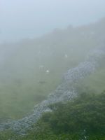 Ohne Nebel ein einzigartiges Fotomotiv - Hortensienliebe!