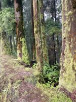 Märchenhafte Natur der Azoren