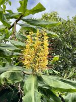 Zieringwer am Wegesrand