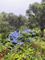 Hortensien - schon mal erwähnt?