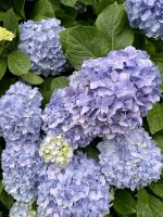 Wahrzeichen Nummer 1 der Azoren