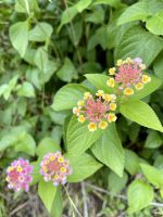 Ein Meer von Wandelröschen am Wegesrand
