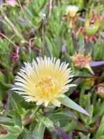 Üppige Pflanzenpracht der Azoren