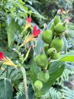 Üppige Pflanzenpracht der Azoren