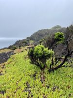 Sattes Grün trifft schwarzes Vulkangestein