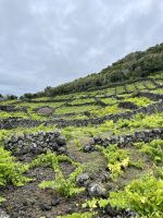 Weinberge auf Pico