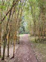 Bambuspracht inmitten der Stadt