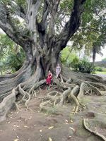 Riiiesenfikus im Botanischen Garten