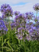 Agapanthus