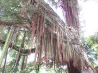 Metrosideros robusta Neuseeland