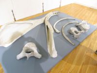 Lajes, Walfangmuseum