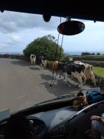 Kühe auf Terceira