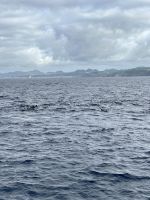 Suchbild - Delfinschule