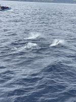 Seiwal oder Pottwal?