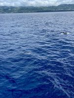 Eine Schule von Delfinen