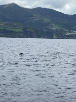 Zahlreiche Delfine begleiten uns!