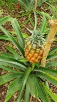 reife Ananas