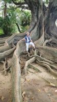 Reisebegleitung Ria in den Wurzeln des Riesen Ficus