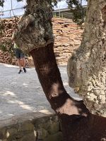 Korkeichenfabrik Evora (1)