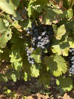 Weingut Quinta da Avessada  (8)