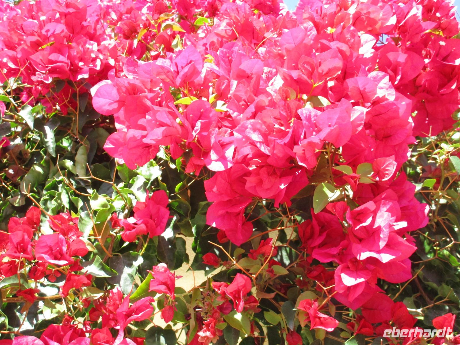 Bougainville