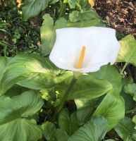 Blüte im Bussaco-Park