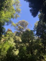 Bussaco-Park Baumfarne