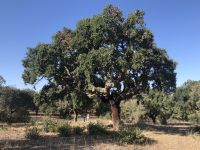 Alentejo Korkeichen