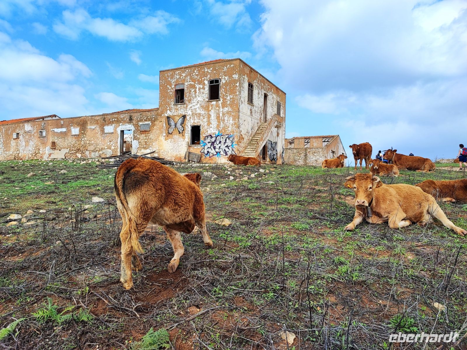 Kühe auf unserem Weg