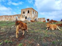 Kühe auf unserem Weg