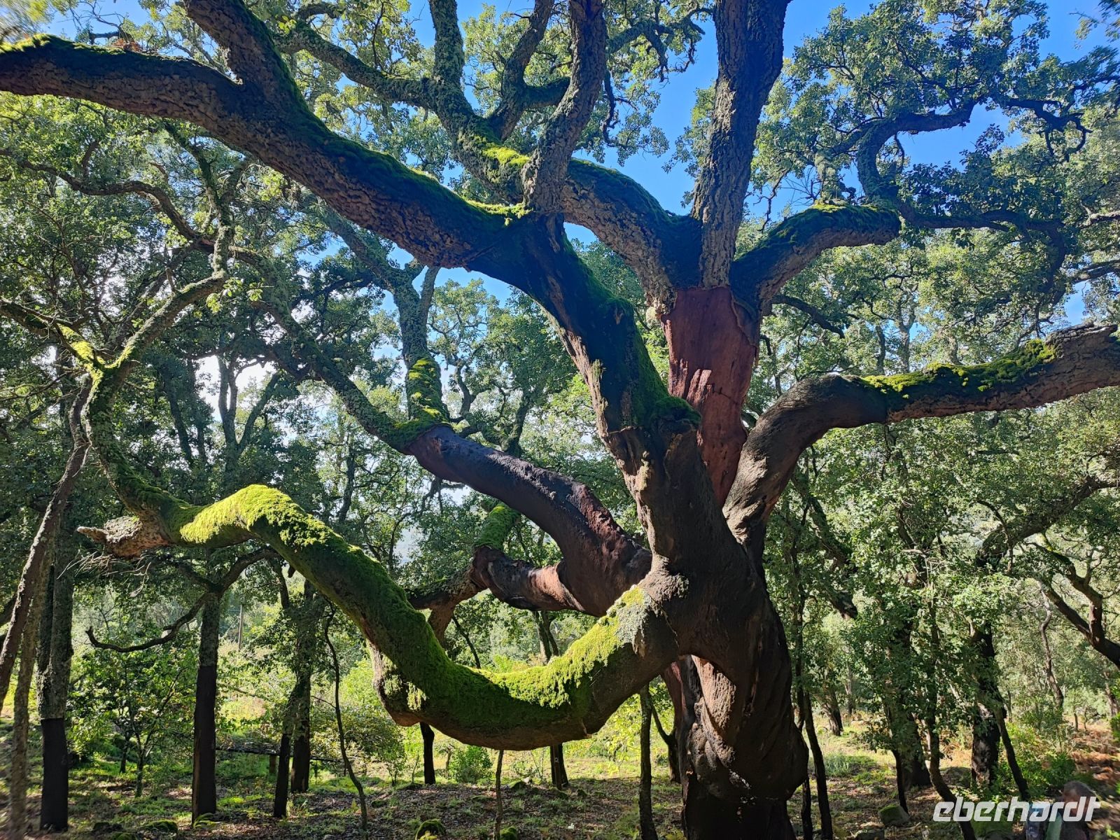 300 Jahre alte Korkeiche