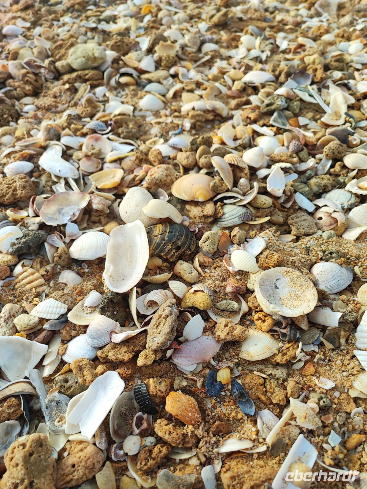 Muscheln am Strand von Alvor