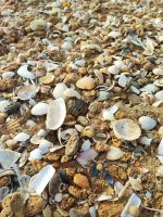 Muscheln am Strand von Alvor