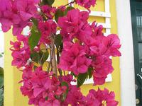 Portugiesicher Blütentraum