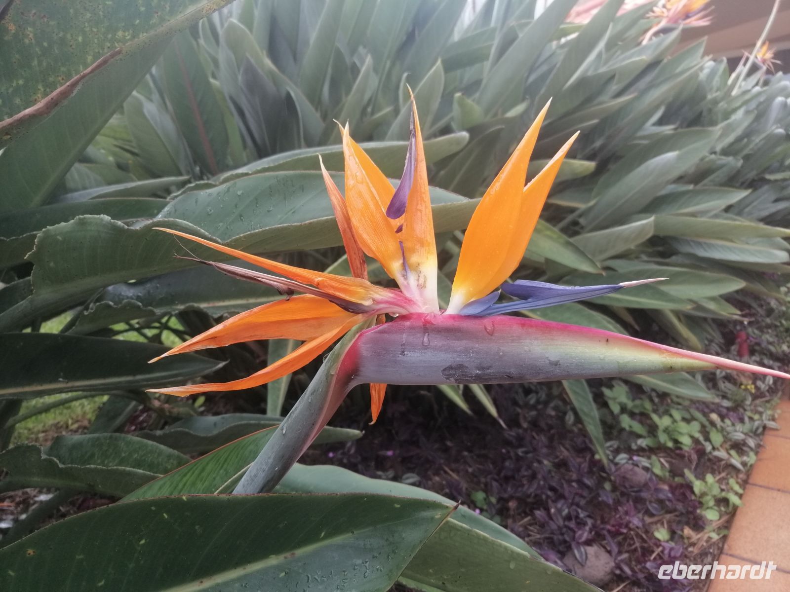 die ersten Blumen begrüßen uns: Papageienblume auch Paradiesvogelblume genannt