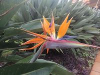 die ersten Blumen begrüßen uns: Papageienblume auch Paradiesvogelblume genannt