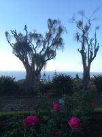 im botanischen Garten, Funchal