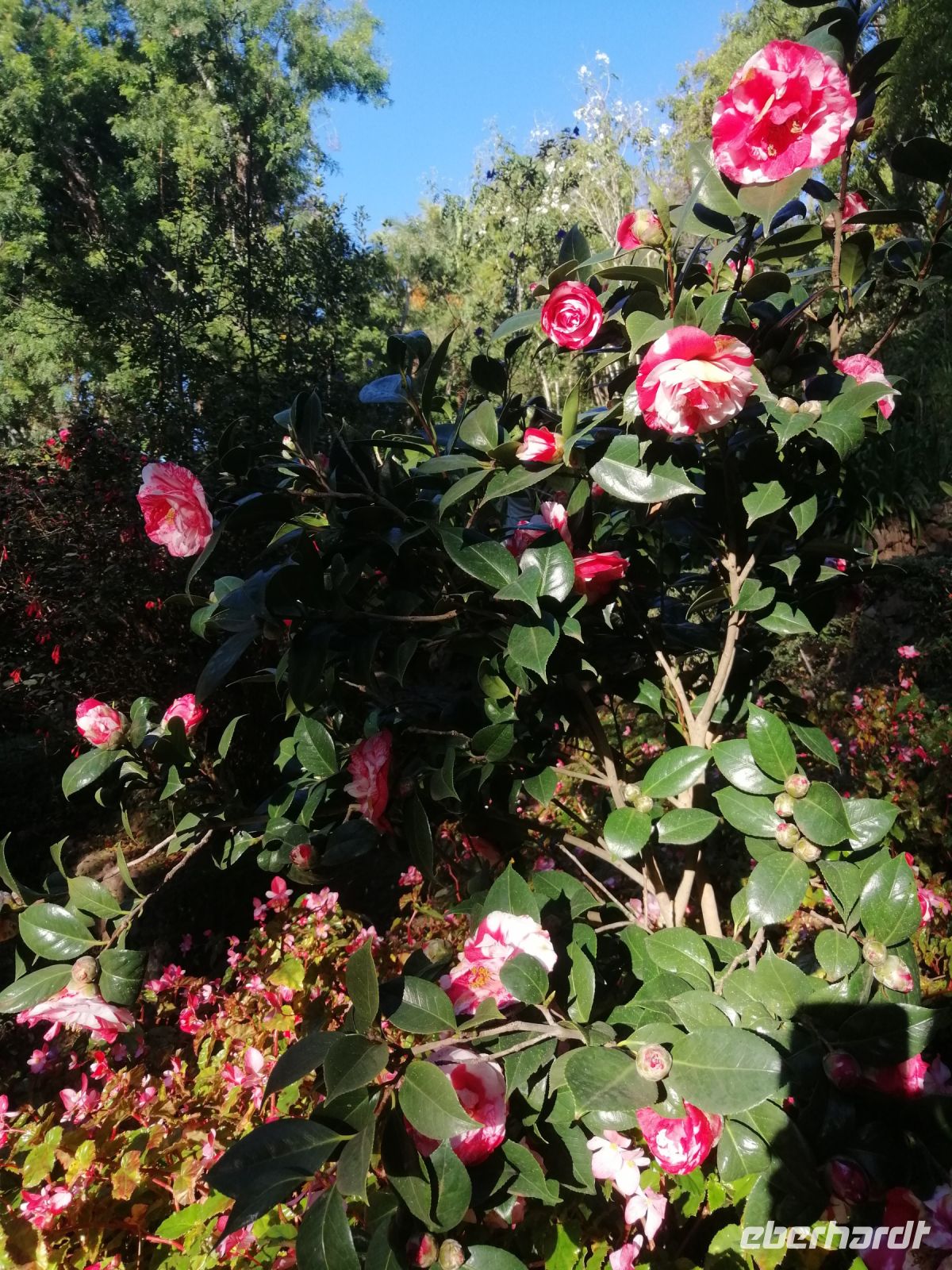 im botanischen Garten, Funchal