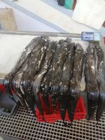 Die Markthalle in Funchal: schwarzer Degenfisch