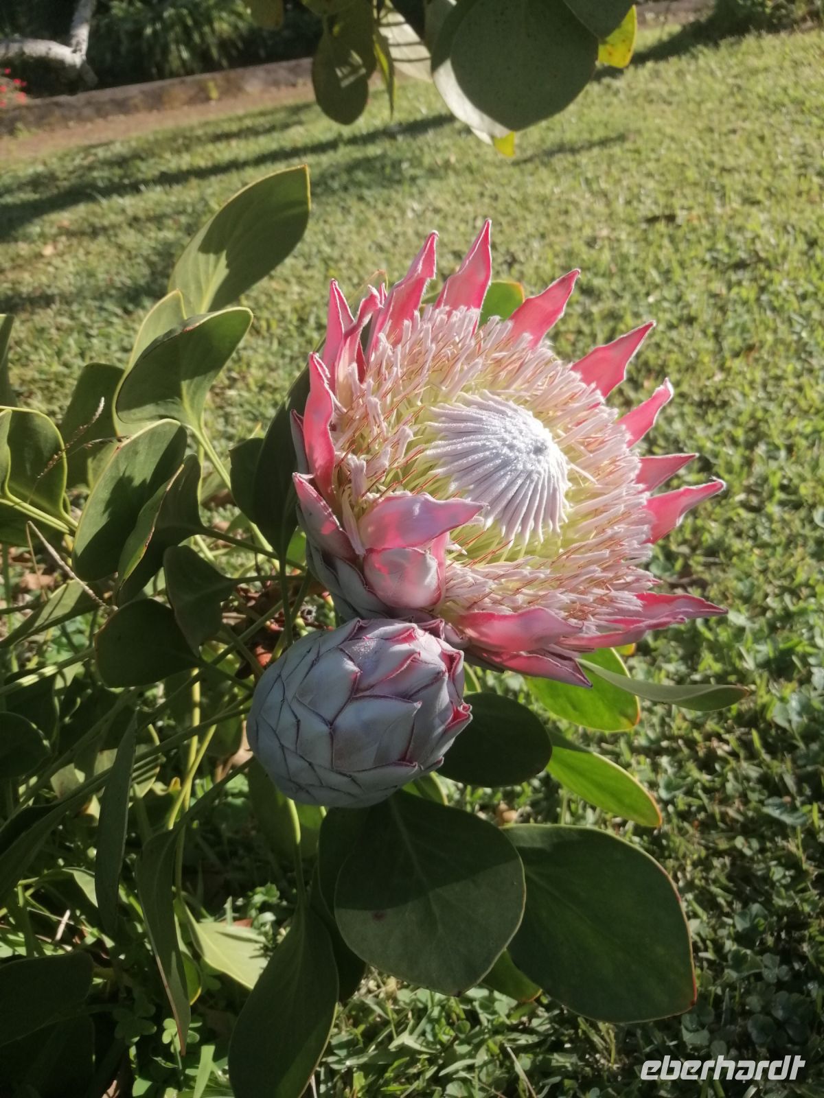Königs-Protea, botanischer Garten in Funchal