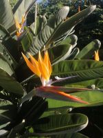 die Strelitzie - auch Paradiesvogelblume genannt, Botanischer Garten in Funchal