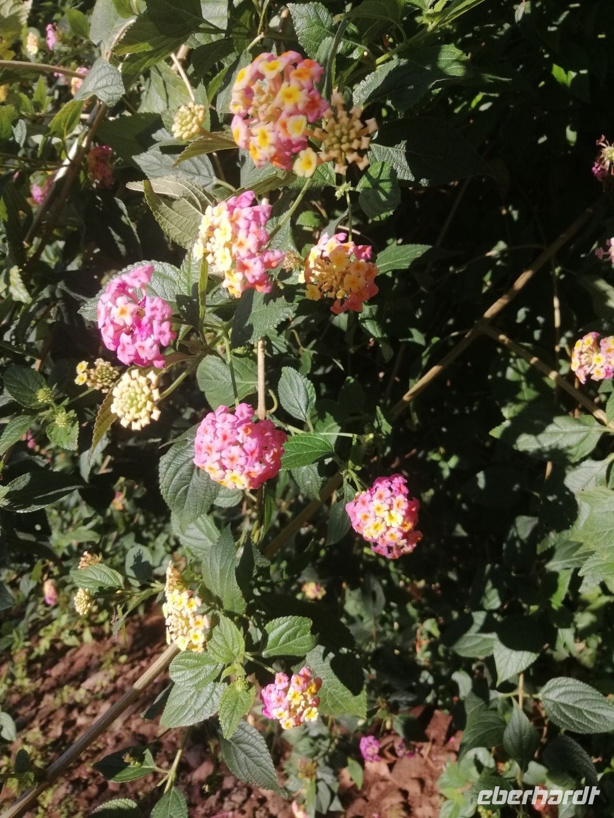 Wandelröschen, botanischer Garten in Funchal