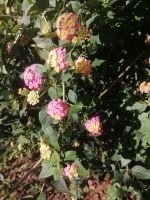 Wandelröschen, botanischer Garten in Funchal