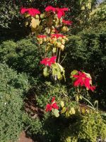 Weihnachtsstern, botanischer Garten in Funchal
